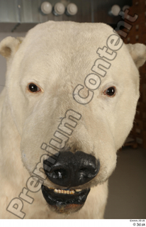 Polar bear head 0005.jpg